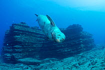 Male Hawaiian monk seal (Monachus schauinslandi) (with what appears to be massive shark bite scar across abdomen) ) at Vertical Awareness dive site, an underwater pinnacle of volcanic tuff at Lehua Ro...