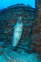 Male Hawaiian monk seal (Monachus schauinslandi) (with what appears to be massive shark bite scar across abdomen) ) at Vertical Awareness dive site, an underwater pinnacle of volcanic tuff at Lehua Ro...