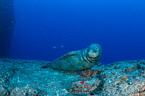 Male Hawaiian monk seal (Monachus schauinslandi)  with bannerfish or pennant butterflyfish in background, resting on ledge of underwater pinnacle at Vertical Awareness dive site, Lehua Rock, near Niih...