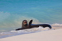 Hawaiian monk seals (Monachus schauinslandi) male (rear) makes advances toward resisting female (front), Sand Island, Midway Atoll, Midway Atoll National Wildlife Refuge, Papahanaumokuakea Marine Nati...