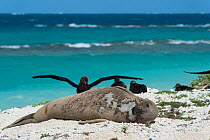 Hawaiian monk seal (Monachus schauinslandi)   resting on beach while shedding skin and fur during annual molt or moult, Black-footed albatrosses, (Phoebastria nigripes) in background, East Island, Fre...