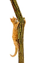 Young ginger cat Sparky climbing showing claws holding on to rough bark.