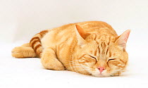Ginger cat 'Benedict' asleep.