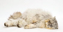 Sleepy silver tabby chinchilla Persian male cat, 'Cosmos'.