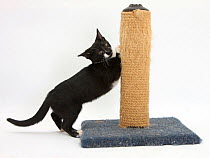 Black-and-white tuxedo male kitten, 'Tuxie' aged 3 months, using a scratching post.