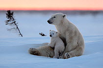 Polar bear (Ursus maritimus) mother resting with one 3 month cub, coming out of den, March. Wapusk National Park, Manitoba, Canada, February.