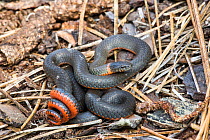 Ringneck Snake (Diadophis punctatus)San Jose, Califronia, in defensive posture