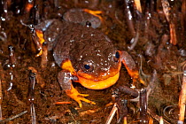 Sunset Frog (Spicospina flammocaerulea) calling, Denmark, Western Australia