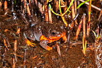 Sunset Frog (Spicospina flammocaerulea) Denmark, Western Australia