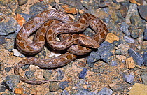 Cedros Island night snake (Hypsiglena torquata baueri) Baja California, Mexico