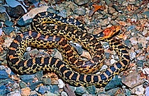 Cedros gopher snake (Pituophis catenifer insulanus / Pituophis insulanus). Cedros Island, Baja California, Mexico