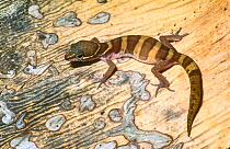 Baja banded gecko (Coleonyx variegatus abbotti) Cedros Island, Baja California, Mexico