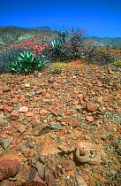 Cedros Island rattlesnake (Crotalus ruber exsul) Cedros Island, Baja California, Mexico