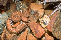 Cedros Island rattlesnake (Crotalus ruber exsul), Cedros Island, Baja California, Mexico