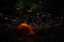 Tent at night surrounded   by Fireflies (Photinus carolinus) Great Smoky Mountains National Park, Tennessee, USA, June 2013.