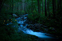 Syncronous Fireflies (Photinus carolinus) light up forest stream late in the evening in the Great Smoky Mountains National Park, Tennessee, USA , June 2013. Highly commended in the Other Animals Categ...