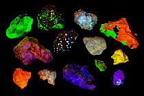 Various fluorescent minerals, under UV light including, Willemite, Aragonite, Fluorite and Zircon. See image 1434814 for specific identifications and country of origins.