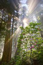 The sun breaks through layers of morning fog with wild Pacific Rhododendrons (Hymenanthes macrophylla) bloom amidst the giant Redwood trees. Del Norte Coastal Redwood State Park, June 2008