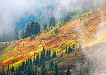Hillside and swirling mists illuminated by the afternoon sun, in North Cascades Mountains, Washington, USA, September 2012.