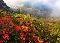 Mist and sun dance over the hillsides coloured with autumn foliage on the slopes of North Cascade Mountains, Washington, USA, September 2012.