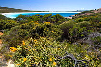 Wildflowers at Lucky Bay, Cape Le Grand National Park, Esperance, Western Australia,  January