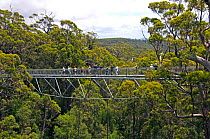 Valley of the Giants Tree Top Walk, in Eucalyptus forest, Denmark, Western Australia, December