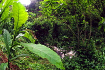Ruwenzori Chameleon (Kinyongia xenorhina) in habitat, at Kalonge 2138 metres, 'Mountains of the Moon' / Ruwenzori sector of the Virunga National Park, Democratic Republic of Congo.