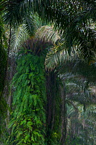 Old abandoned Oil Palm trees (Elaeis guineensis), covered in ferns, on the edge of plantation limits, at the edge of Korup National Park, South West Cameroon.