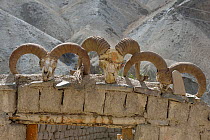 Skulls of two Bharal (Pseudois nayaur) and one Argali (Ovis ammon) mountain sheep, on wall in a village, Hemis NP, at altitude of 4200m, Ladakh, India, October 2012