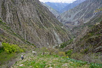 Brown Bear (Ursus arctos) habitat at altitude of 1000-3000m, with guide carrying bags, Dashti Jum Reserve, Tadjikistan, April 2012