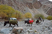 Guides and pack donkeys ladden with equipment climbing to base camp. Rumbak Valley, Hemis NP, at altitude of 3700m, Ladakh, India, October 2012