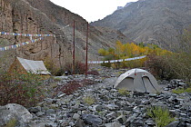 Camp at Rumbak Valley in Bharal (Pseudois nayaur) habitat, Hemis NP, at altitude of 3700m, Ladakh, India,