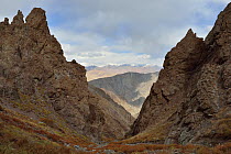 Bharal (Pseudois nayur) and Snow Leopard (Panthera uncia uncinoides) habitat, Rumbak Valley, Hemis NP, at altitude of 3700m, Ladakh, India
