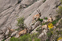 Bokharan Markhor (Capra falconeri heptneri) herd of males, searching for food in the evening, at altitude of 2200m, Dashti Jum Reserve, Tadjikistan, April