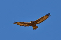 Golden Eagle (Aquila chrysaetos) adult in flight Hemis NP, at altitude of 4300m, Ladakh, India