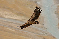 Himalayan Vulture (Gyps himalayensis) subadult in flight, Sarichat Ertash NP, Tien Shan, Kirghizstan, September