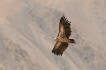 Himalayan Vulture (Gyps himalayensis) subadult in flight, Sarichat Ertash NP, Tien Shan, Kirghizstan, September