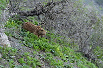 Brown Bear (Ursus arctos) searching for food in evening, at altitude of 1800m, Dashti Jum Reserve, Tadjikistan, April