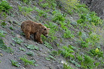 Brown Bear (Ursus arctos)  searching for food in the evening, at altitude of 1800m, Dashti Jum Reserve, Tadjikistan, April