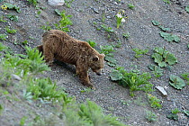 Brown Bear (Ursus arctos) ~searching for food in the evening, at altitude of 1800m, Dashti Jum Reserve, Tadjikistan, April