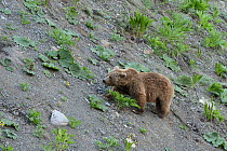 Brown Bear (Ursus arctos)  searching for food in the evening, at altitude of 1800m, Dashti Jum Reserve, Tadjikistan, April