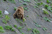 Brown Bear (Ursus arctos) ~searching for food in the evening, at altitude of 1800m, Dashti Jum Reserve, Tadjikistan, April