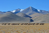 Herd of Tibetan Wild Asses / Kiang (Equus kiang) ChangThang, Tso Kar lake, at altitude of 4600m, Ladakh, India, October 2012