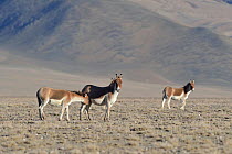 Tibetan Wild Ass / Kiang (Equus kiang) young suckling, ChangThang, Tso Kar lake, at altitude of 4600m, Ladakh, India