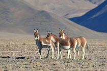 Tibetan Wild Ass / Kiang, (Equus kiang) ChangThang, Tso Kar lake, at altitude of 4600m, Ladakh, India