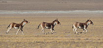 Tibetan Wild Asses / Kiang (Equus kiang) running, ChangThang, Tso Kar lake, at altitude of 4600m, Ladakh, India