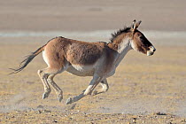 Tibetan Wild Ass / Kiang, (Equus kiang) running, ChangThang, Tso Kar lake, at altitude of 4600m, Ladakh, India. Did you know? Tibetan wild ass herds are led by an older female.