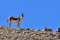 Tibetan Wild Ass / Kiang (Equus kiang) male, ChangThang, Tso Kar lake, at altitude of 4700m, Ladakh, India
