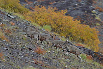 Ladack Bharal (Pseudois nayaur) herd, Hemis NP, at altitude of 4500m, Ladakh, India