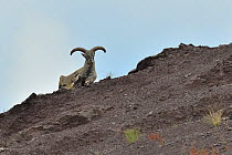 Ladack Bharal (Pseudois nayaur) male, Hemis NP, at altitude of 4500m, Ladakh, India
